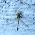 Horned Clubtail Dragonfly