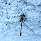 Horned Clubtail Dragonfly