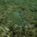 Bluefin Trevally