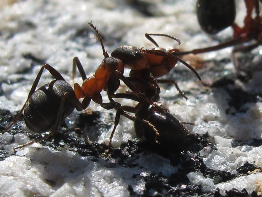 Southern wood ant (tug-o-war)