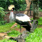 Grey Crowned Crane. Grulla coronada cuelligrís