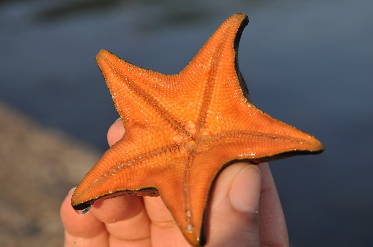 Common sea star