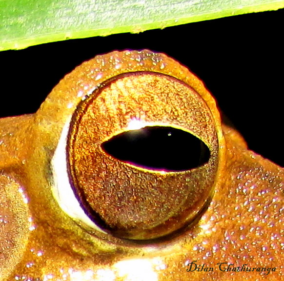 Eye of Sri Lanka Whipping frog