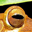Eye of Sri Lanka Whipping frog