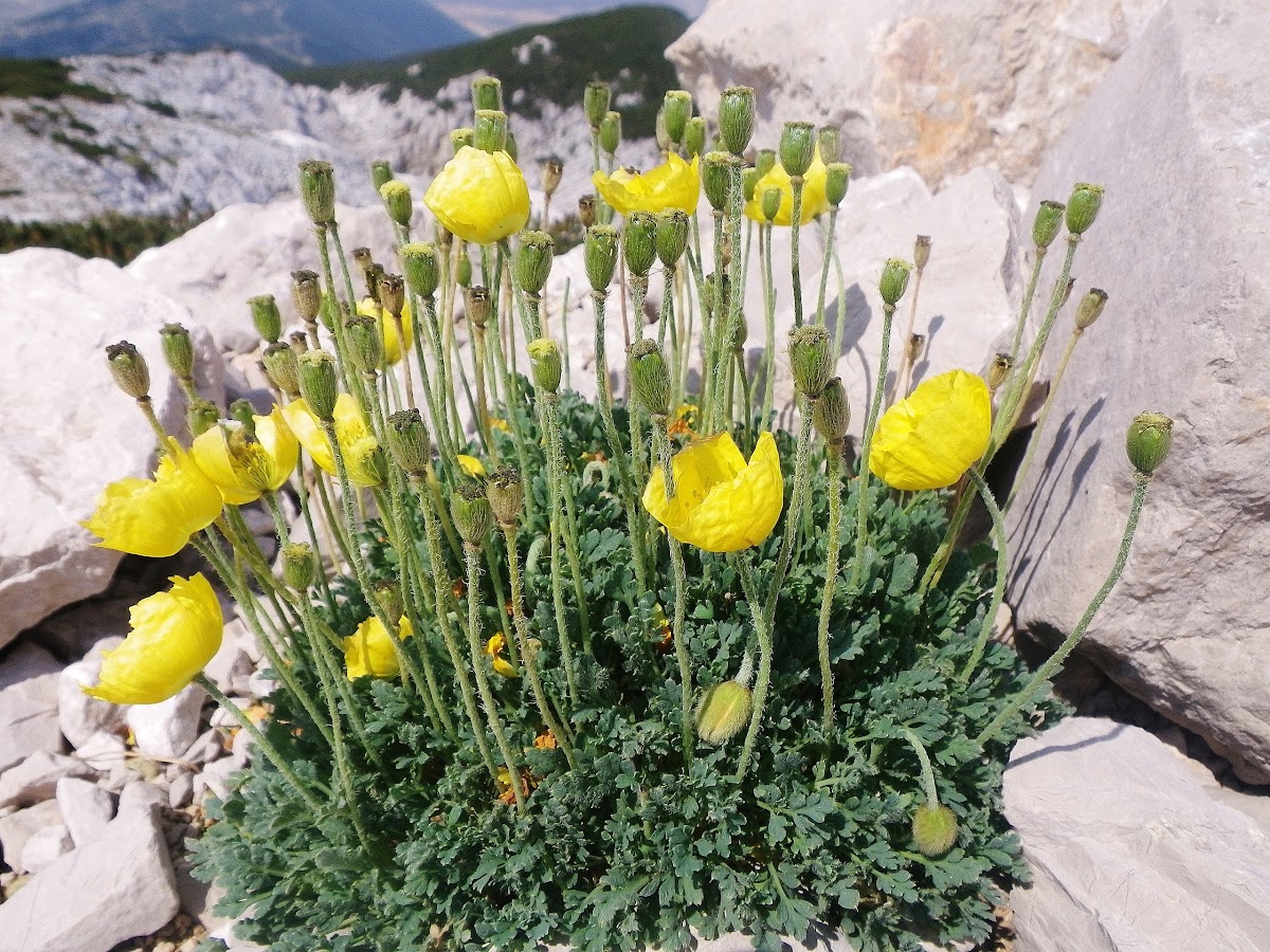 Yellow Alpine Poppy