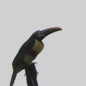 Toucan