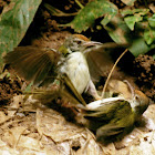 The Common Tailorbird