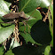 Leaf-footed beetle