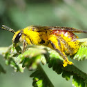 Overloaded halictid bee