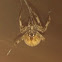 Orb weaver spider