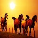 3D horse  007 logo
