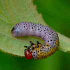 Poison Ivy Sawfly Larva