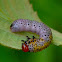 Poison Ivy Sawfly Larva