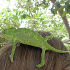 Mediterranean Chameleon or Common Chameleon