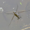 Water strider (bug)
