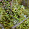 Liverwort Sporophyte