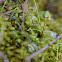 Liverwort Sporophyte