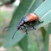 Brown darkling beetle