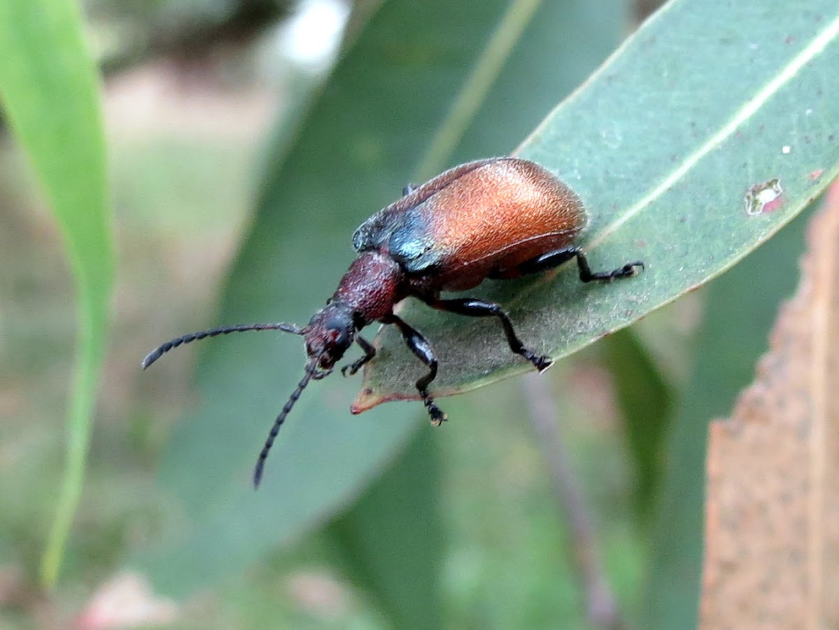 Brown darkling beetle