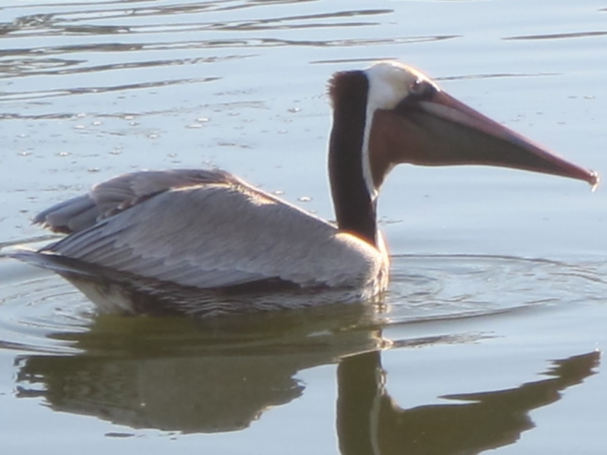 Brown Pelican