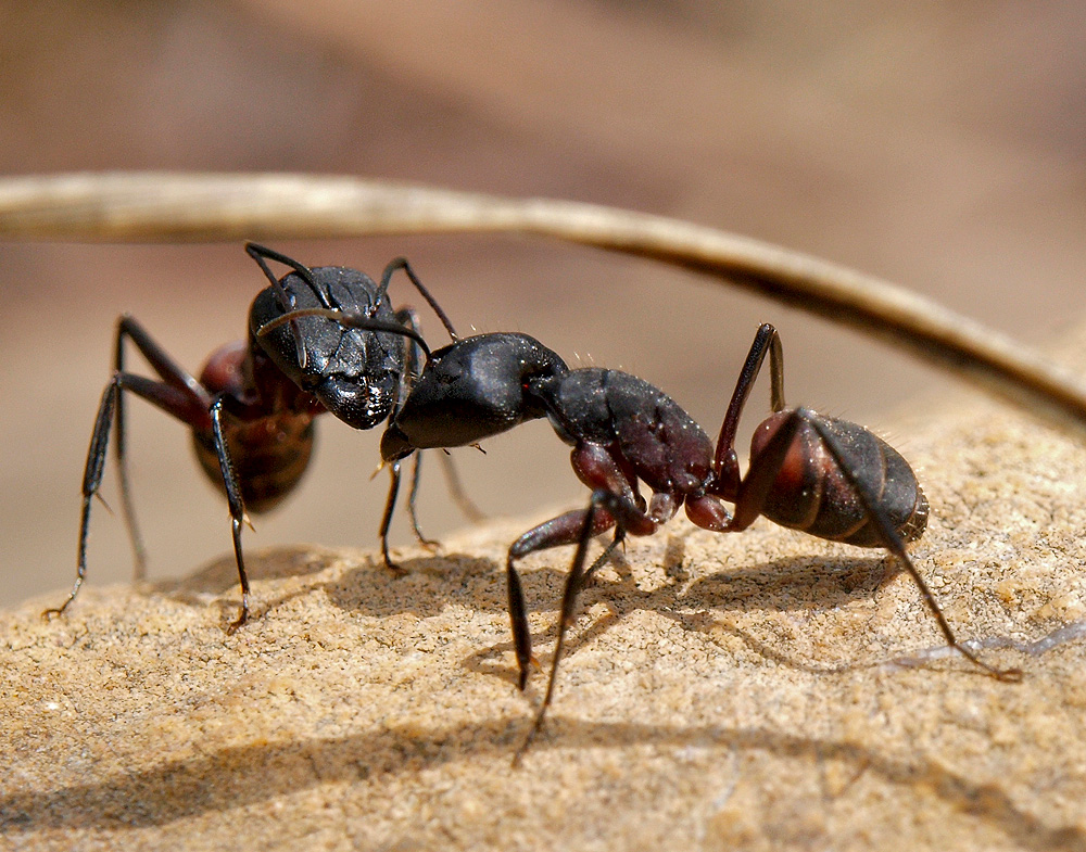 Hormigas (Ants)