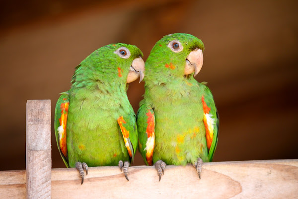 Image result for cuban conure