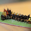 Emperor gum moth larva