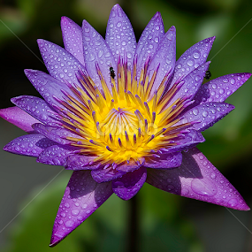 by Mark Anthony Bansag - Flowers Single Flower