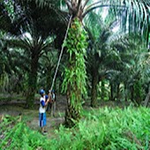 Oil Palm Minimum Wage Cal
