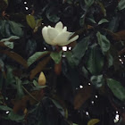 Magnolias