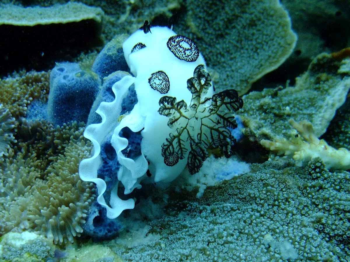 Polka-dot nudibranch & egg ribbon