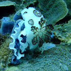 Polka-dot nudibranch & egg ribbon