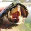 Razor backed musk turtle