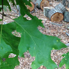 Northern Red Oak