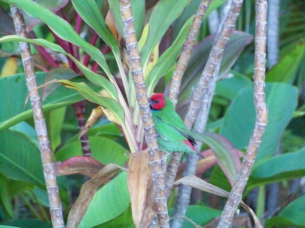 Fiji Parrot Finch