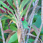 Fiji Parrot Finch