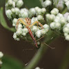Crab spider (with stilt bug prey)