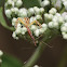 Crab spider (with stilt bug prey)