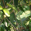 Green Crested Lizard