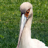 Cegonha maguari (Maguari Stork)