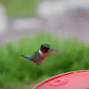 Broad Tailed Humming Bird