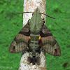Humming-Bird Hawk-Moth