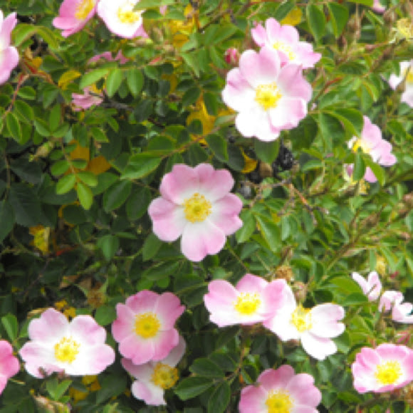 Wild rose Project Noah