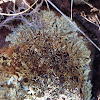 Cushion and Leafy Lichen