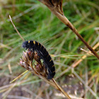 Fox Moth Caterpillar