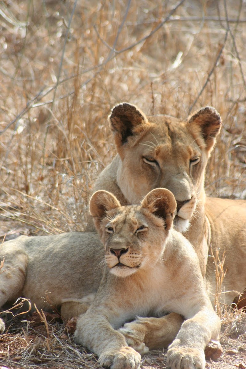 Lion (mother and cub)