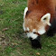 Red Panda