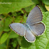 Lime Blue - Male