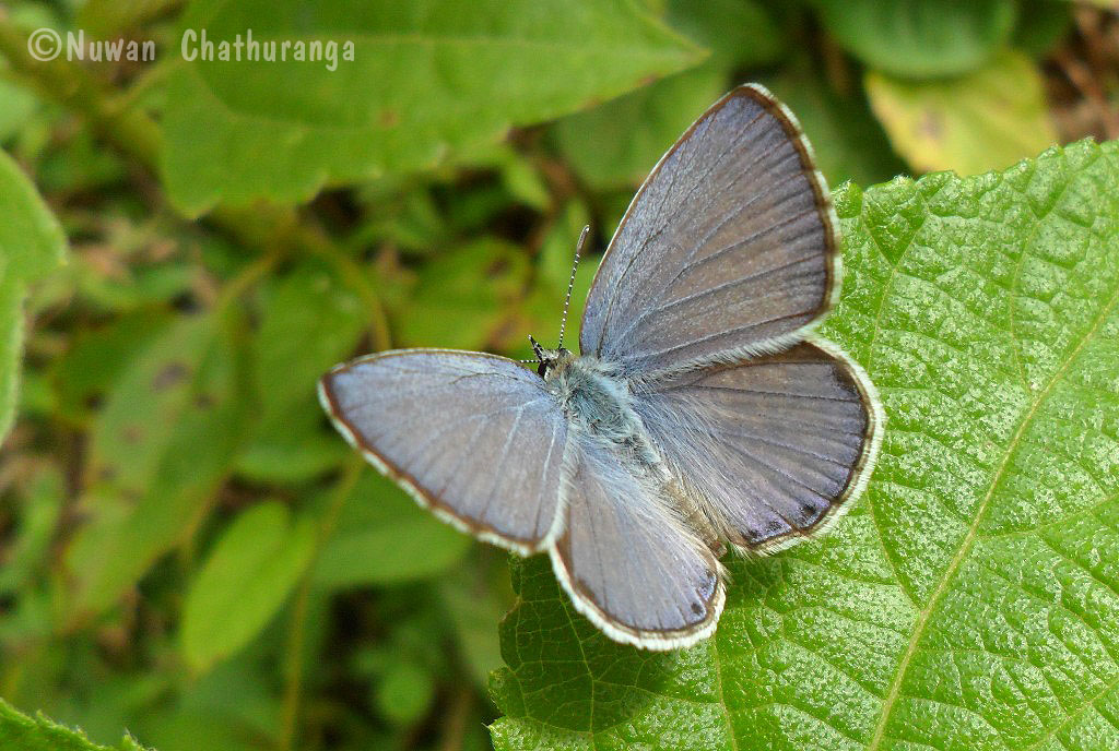Lime Blue - Male