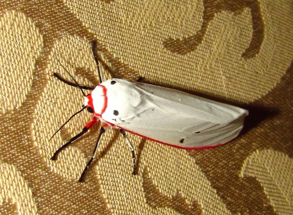 Red Costate Tiger Moth